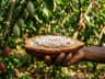 Cocoa — EUDR commodity