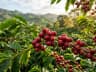 Coffee — EUDR commodity
