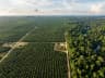 Oil Palm — EUDR commodity
