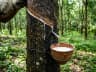 Rubber — EUDR commodity
